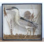 Victorian taxidermy study of a Night Heron in glazed case, W54 x D20 x H49cm. Shot on the Sydenham