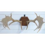 Taxidermy pair of Fallow Deer antlers mounted on octagonal wooden plaque, base to tip 62cm.