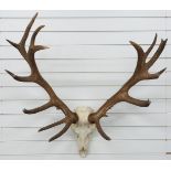 Taxidermy Red Deer skull and antler mount, H105, W97cm