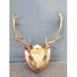 Taxidermy stags head with antlers, on shield shaped wooden back, width 56cm