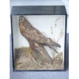 Victorian taxidermy study of a Marsh Harrier in glazed case, W46 x D20 x H54 cm. Shot on the