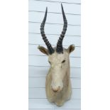 Taxidermy blesbok / blesbuck head and shoulders mount with spiralling horns, front of chest to tip