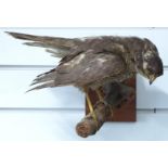Taxidermy study of a kestrel on a branch, mounted on a wall hanging base, H21cm