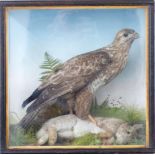 A 19thC taxidermy study of a Buzzard with rabbit, probably by Jeffries, in glazed case, W57 x D25