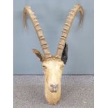 Taxidermy study of an ibex, height 61cm