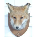Taxidermy fox mask mounted on shield shaped wooden board with coat hook, W22 x D20.5 x H25cm