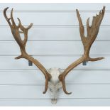 Taxidermy Fallow Deer skull and antler mount, H73, W57cm