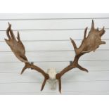 Taxidermy Fallow Deer skull and antler mount, W60cm