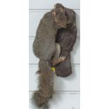 Taxidermy study of a squirrel climbing a branch, 40cm long