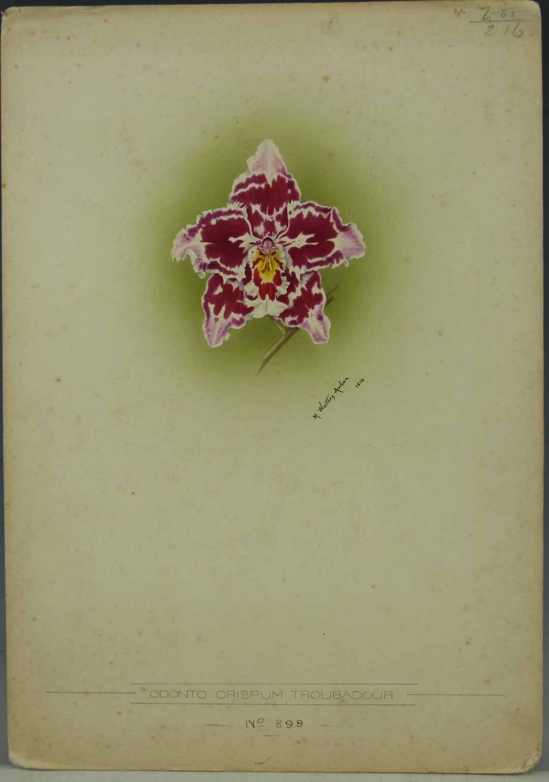 Minnie Walters Anson (British, 1875-1959) watercolour on card of an orchid with pencil annotation,