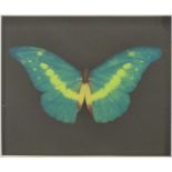 Damien Hirst (British b1965) signed butterfly print, probably one of a limited edition of 75, signed