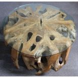 A large natural polished wood root coffee table with glass top, probably teak or similar, diameter