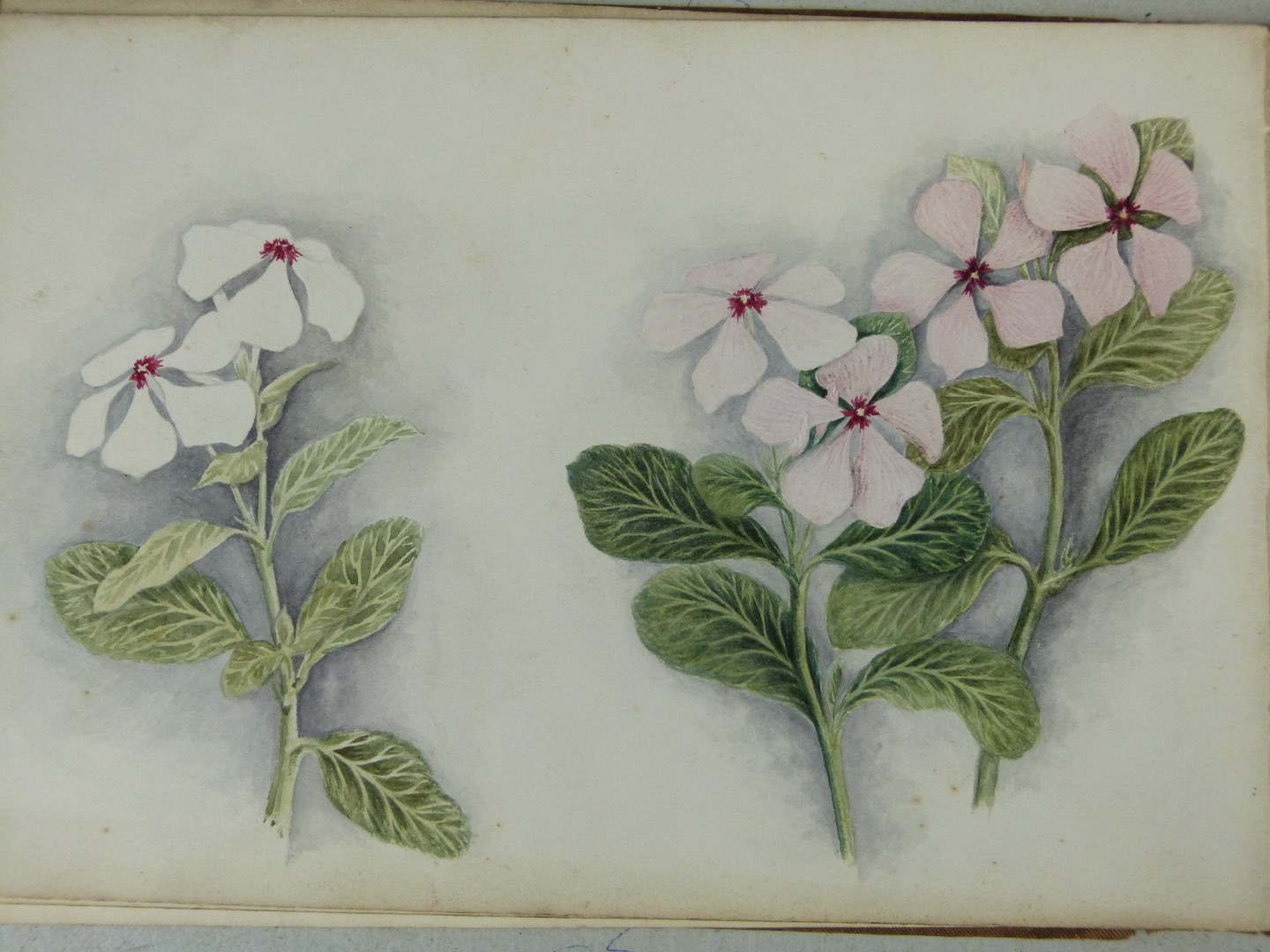 Victorian or early 20thC folio of watercolours of flowers, smaller watercolours of African or Middle - Image 9 of 9