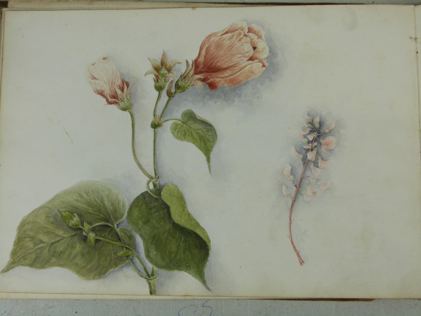 Victorian or early 20thC folio of watercolours of flowers, smaller watercolours of African or Middle - Image 7 of 9