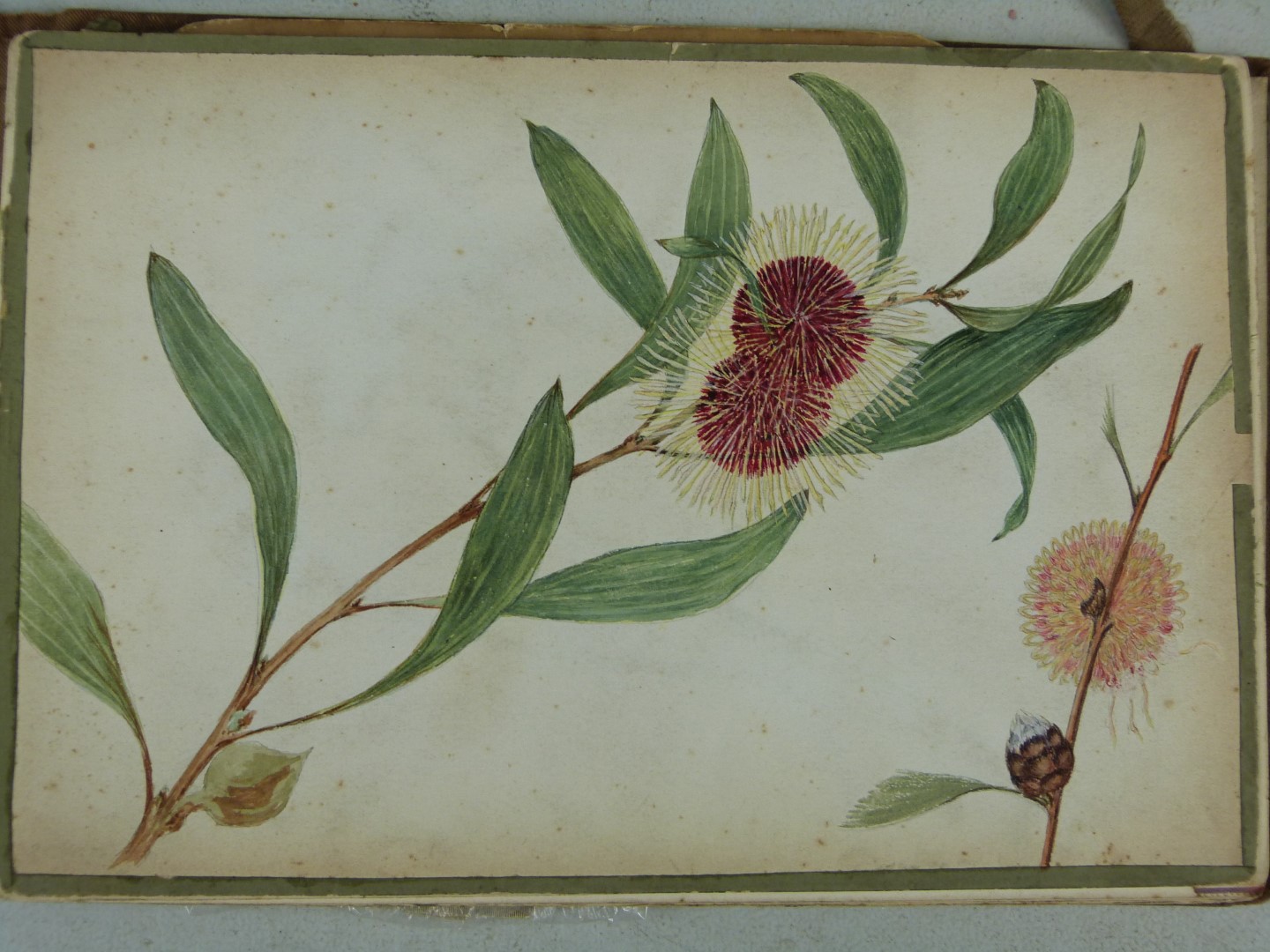 Victorian or early 20thC folio of watercolours of flowers, smaller watercolours of African or Middle - Image 4 of 9