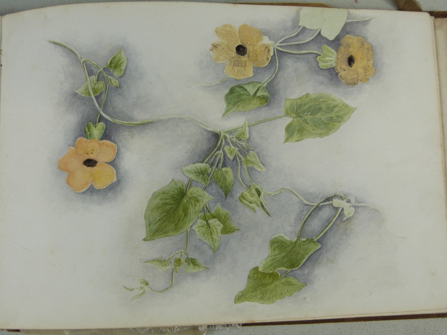 Victorian or early 20thC folio of watercolours of flowers, smaller watercolours of African or Middle - Image 8 of 9