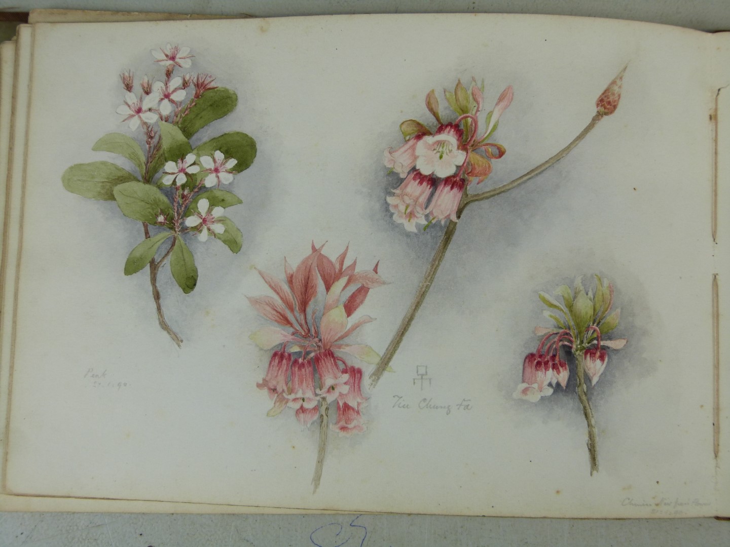 Victorian or early 20thC folio of watercolours of flowers, smaller watercolours of African or Middle - Image 6 of 9