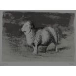 Henry Moore (1898-1986) signed limited edition (XV/XV) etching of a sheep, 22 x 30cm, in oak frame