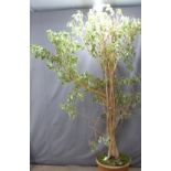 Variegated tree in pot, H220cm