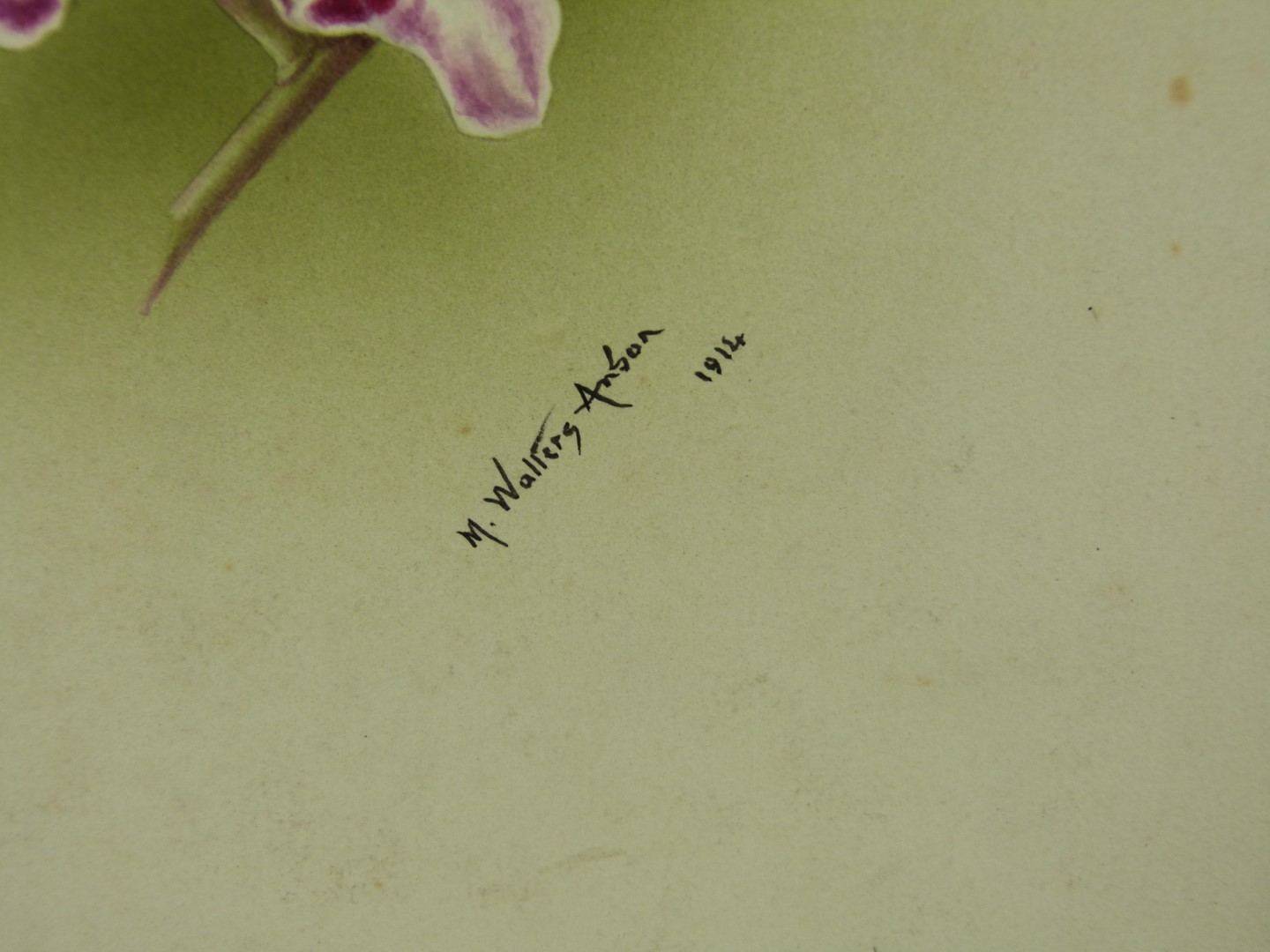 Minnie Walters Anson (British, 1875-1959) watercolour on card of an orchid with pencil annotation, - Image 2 of 4