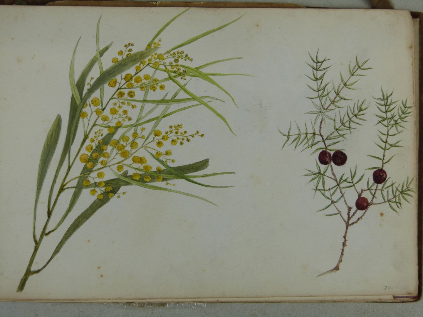 Victorian or early 20thC folio of watercolours of flowers, smaller watercolours of African or Middle - Image 5 of 9