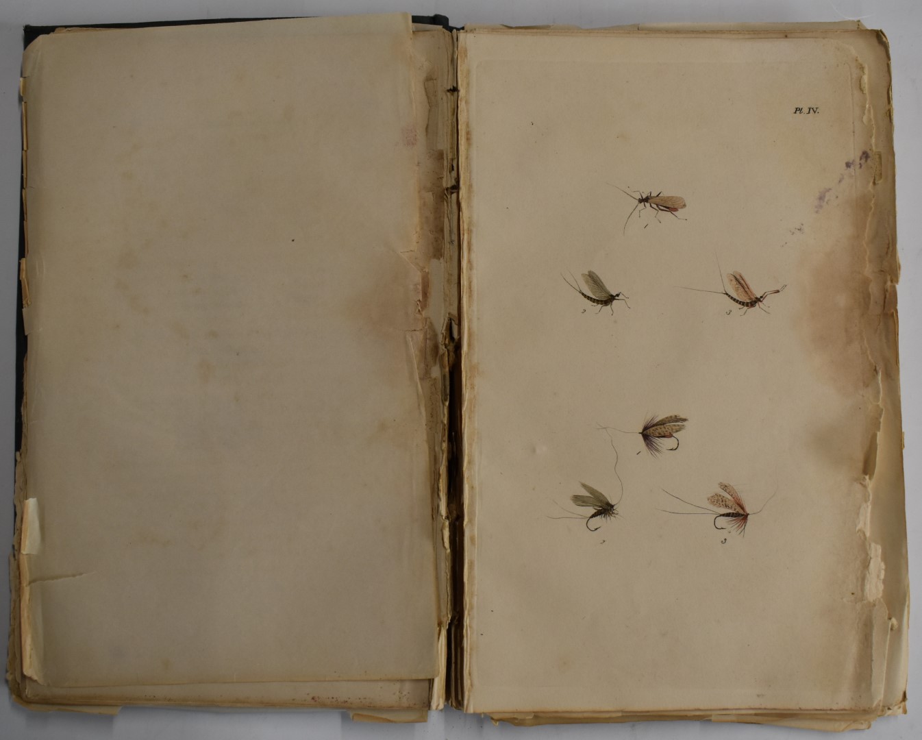 The Fly-Fisher's Entomology, Illustrated by Coloured Representations of the Natural and Artificial - Bild 3 aus 4