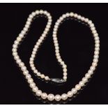 A single strand of cultured pearls with a silver clasp