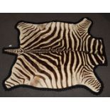 Burchell Zebra skin / taxidermy interest rug mounted on felt, with photocopy of Natal Parks Board