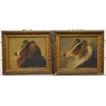 Pair of late 19th /early 20thC oil on board portraits of collies/shelties, 17 x 21cm, in gilt