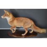 Taxidermy study of a fox mounted on a shaped mahogany plinth, the taxidermist probably C J Elliot,