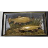 Victorian taxidermy study of two trout, in glazed case with gilt lettering 'Trout - Caught by W S