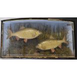 Edwardian taxidermy study of two roach in bow fronted glazed case with gilt lettering, 'Roach Caught