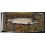 Taxidermy study of a salmon in glazed bow fronted case with gilt lettering 'Salmon caught by David