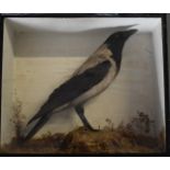 Taxidermy study of a hooded crow, in glazed case, W48 x D20 x H40cm