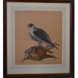 Watercolour of a Peregrine Falcon with prey, signed Masters (David), 47 x 41.5cm