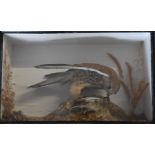 Victorian taxidermy study of a kestrel with prey in glazed case, W45 x D17 x H28cm, shot on the