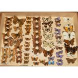 A collection of British butterflies
