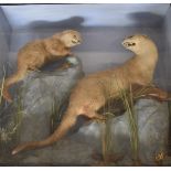 Taxidermy study of two otters with fish in naturalistic surroundings, in glazed case, W93 x D27 x