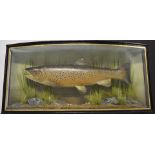 Taxidermy study of a brown trout in a glazed bow fronted case with gilt script '6lbs-9oz Wild