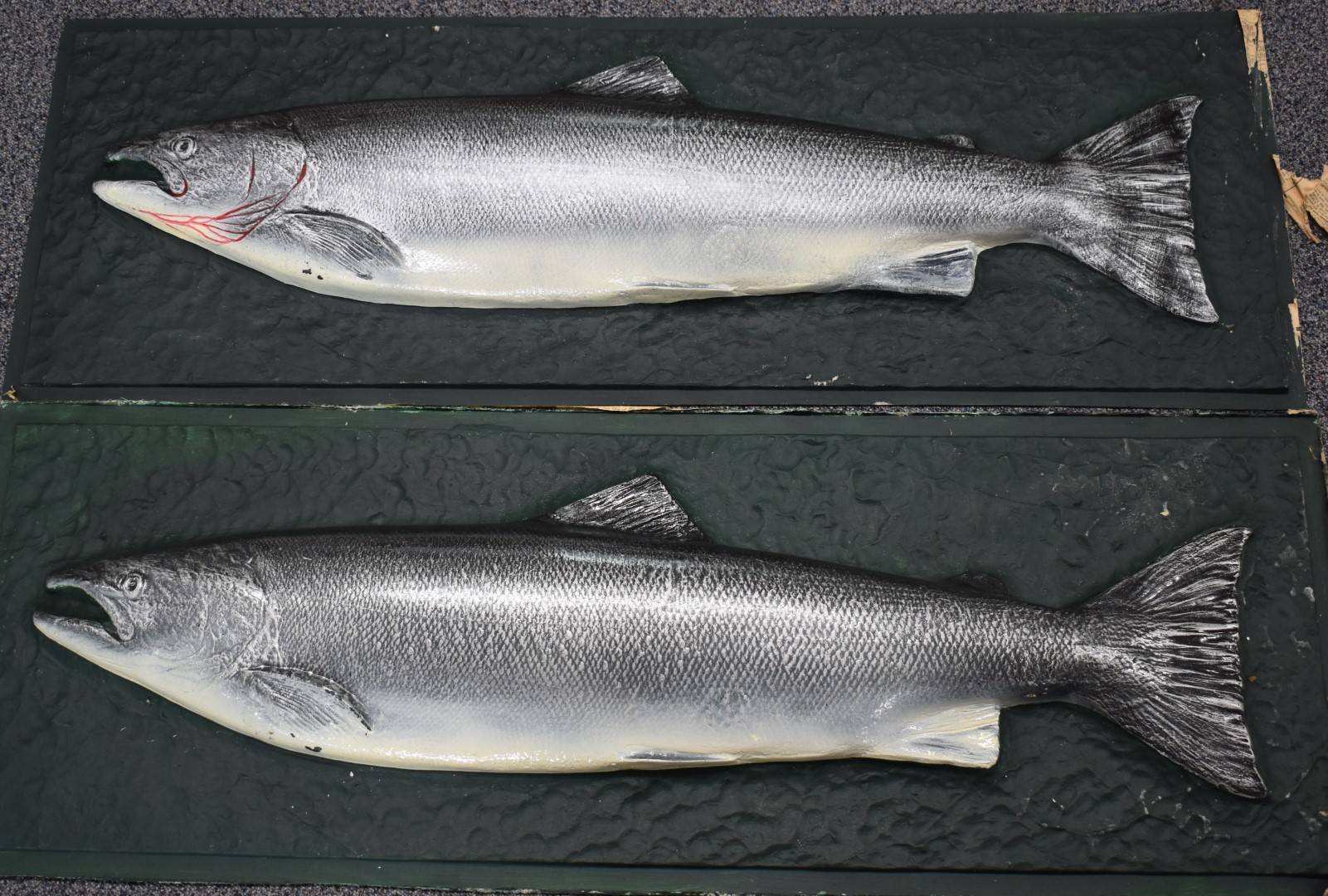 Two fibreglass taxidermy interest salmon mounts/plaques, 38 x 106cm - Image 2 of 2