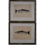 P.D Malloch Perth pair of watercolour studies of fish, both titled River Wye 1932, one Salmon 38½