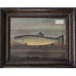 John Macpherson (19th/20thC Inverness taxidermist) oil on board 'Brown Trout 3lb 4oz 1937', 21 x