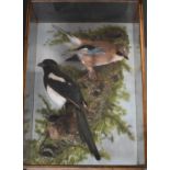 Taxidermy study of a magpie and a jay, in a glazed wooden case, the taxidermist probably C J Elliot,