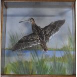 Taxidermy study of a snipe in flight, in a glazed wood case, W 44 x D13.5 x H44cm, with suspension