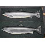 Two fibreglass taxidermy interest salmon mounts/plaques, 38 x 106cm