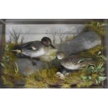 Taxidermy study of a pair of teal on a nest, in glazed case, taxidermist Tony Armistead, W62 x D18 x