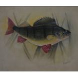 Harry Ayrton (Royal Worcester artist), watercolour of a perch, signed lower right, 18 x 21cm, in