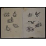 John Cyril Harrison (1898-1985) two pages of pencil drawings of birds comprising snipe, partridge