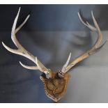 A rack of red deer antlers on carved oak shield, W86cm