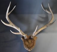 A rack of red deer antlers on carved oak shield, W86cm